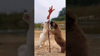 Cute ? puppies always fights shortstrending dogs pets