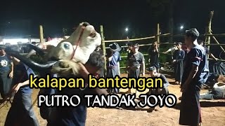 kalapan bantengan PUTRO TANDAK JOYO || nyampuan DS Segaran gedangan