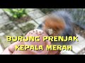 Burung Prenjak Kepala Merah, burung kecil pemakan serangga