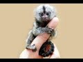 【ピグミーマーモセット】タオルが大好きな小さなお猿の赤ちゃんがかわいい！【赤ちゃん】~Pygmy  marmoset~