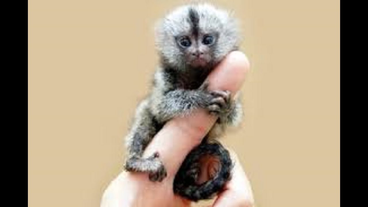 ピグミーマーモセット タオルが大好きな小さなお猿の赤ちゃんがかわいい 赤ちゃん Pygmy Marmoset Youtube