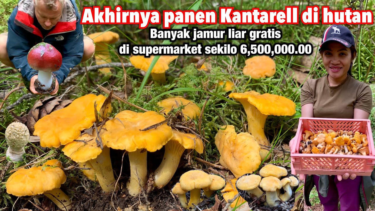 PANEN JAMUR KANTARELL LIAR PERDANA || DITOKO HARGANYA 6 JUTAAN DI HUTAN GRATIS