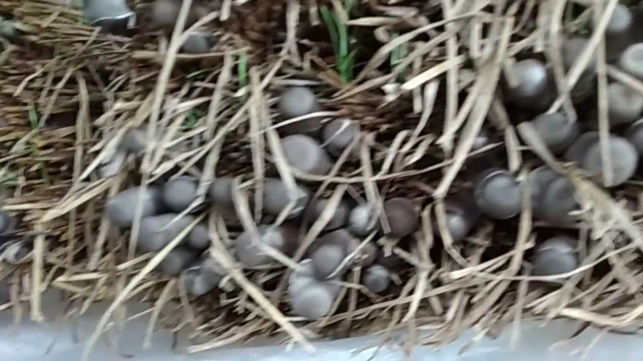 Summer season mushroom farming ।।1.5kg/bed production by me