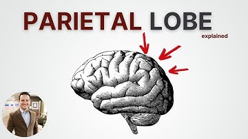 Parietal Lobe: What Happens If Your Brain