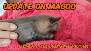 Update on baby boy #wildlife #fox #cuteanimals #viral #vlog #fyp #nightlife #cute