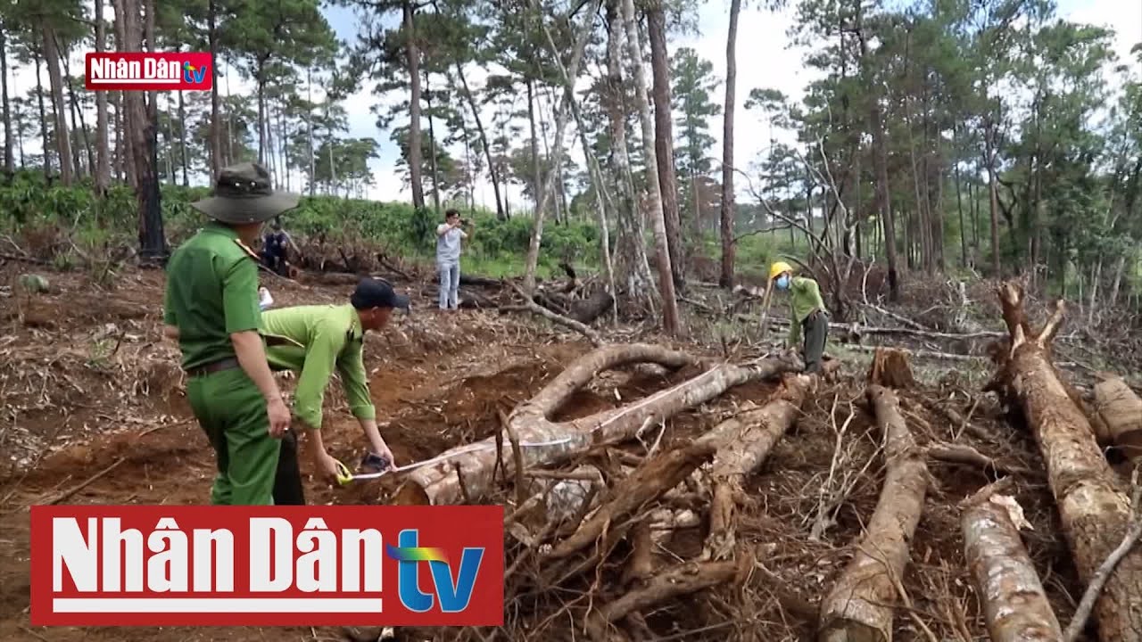 Lâm Đồng tạm đình chỉ công tác lãnh đạo xã Lộc Phú vì... - youtube