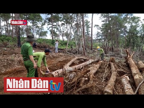Video Lâm Đồng tạm đình chỉ công tác lãnh đạo xã Lộc Phú vì... - youtube