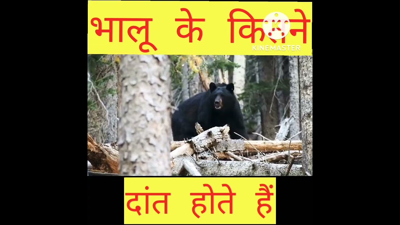 How many teeth does a bear have? 😇😇🤗🤗