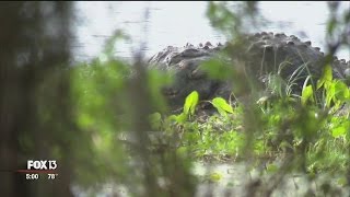 Crowds flock to Circle B for glimpse of monster alligator