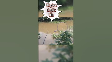 Tiếp tục câu dính cá rô mề chà bá #fishing #cauca