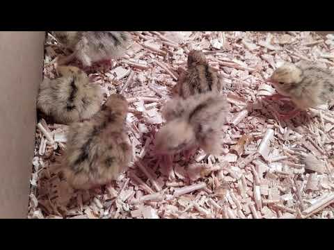 #1.გეცნობით როგორც დამწყები youtub-ერი მეფრინველეობის მხრივ