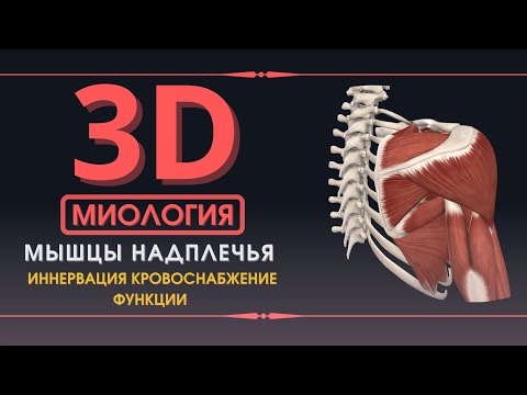 Мышцы Верхней Конечности - 3D Анатомия Мышц Пояса - Часть 1