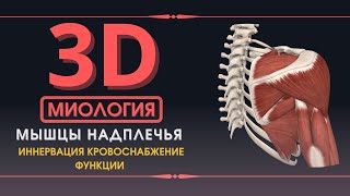 Мышцы Верхней Конечности - 3D Анатомия Мышц Пояса - Часть 1