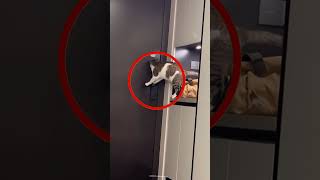 Cat Escapes House Using Door Handle