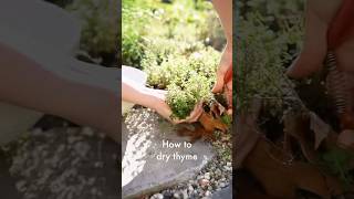How to dry thyme gardening preserving