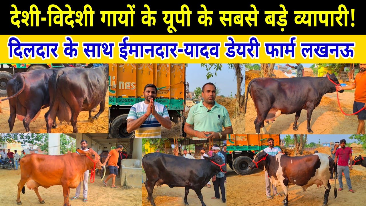 यूपी के सबसे बड़े डेयरी फार्म में देशी-विदेश गायों की कीमत देखें#cow/yadav dairy farm lucknow up ||