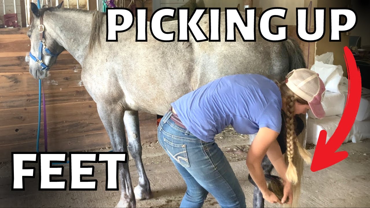 FINALLY teaching Merlin to pick up his feet + some training thoughts