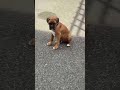 funny cute chunky boxer puppy playing football