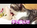 猫ゆずによる、寝る前の恒例のペロペロが可愛すぎた