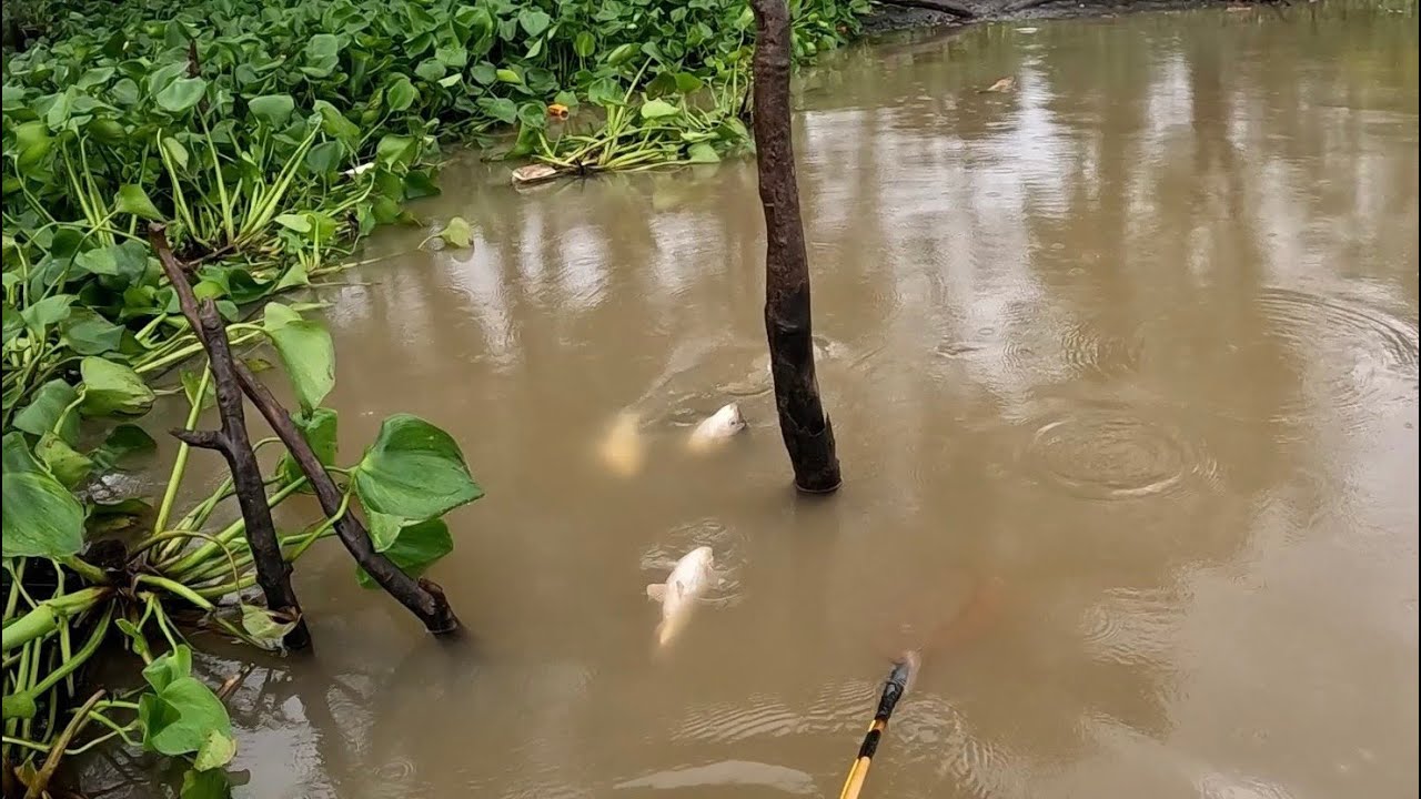 Kích Cá Cơn Mưa Đầu Mùa Quá Khủng Khiếp Cá Đi Ăn Bầy Bầy | Kích Cá Miền Tây | Catch Fish