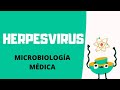 HERPESVIRUS | MICROBIOLOGÍA MÉDICA