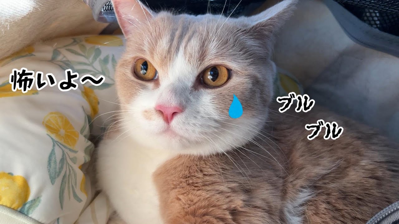 CHIです、太った猫ちゃん A former stray cat, 19 years old, rolled quietly and slowly