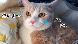 猫中毒 猫は液体 on X: 