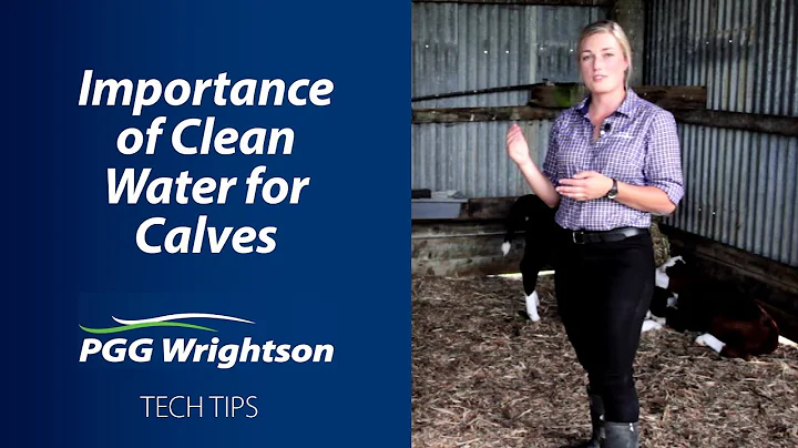 Importance of Clean Water for Calves | PGG Wrightson Tech Tips