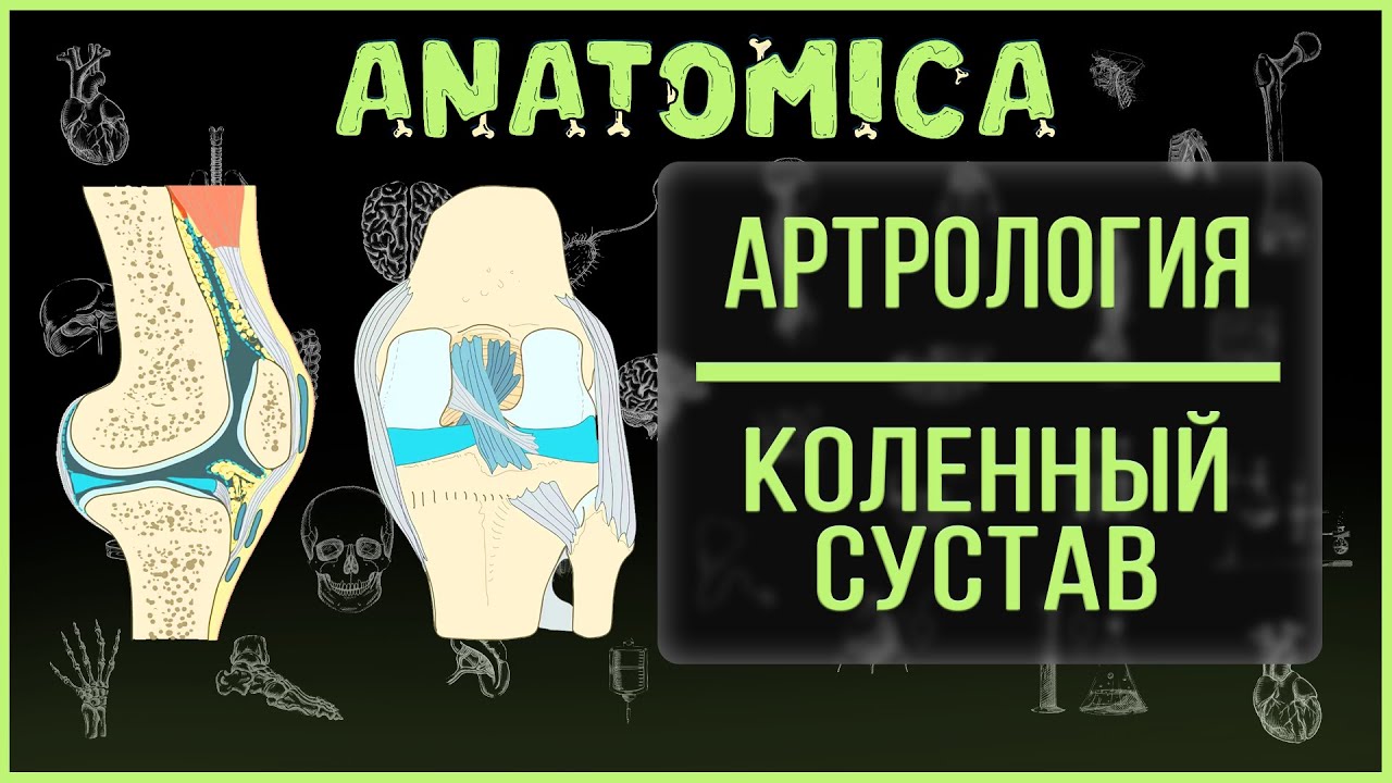 Коленный сустав анатомия / Артрология
