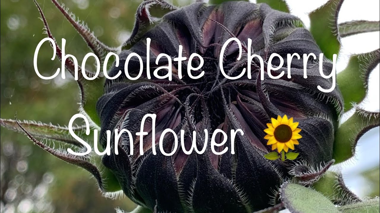 Chocolate Cherry Sunflowers 🌻 & Orchids YouTube