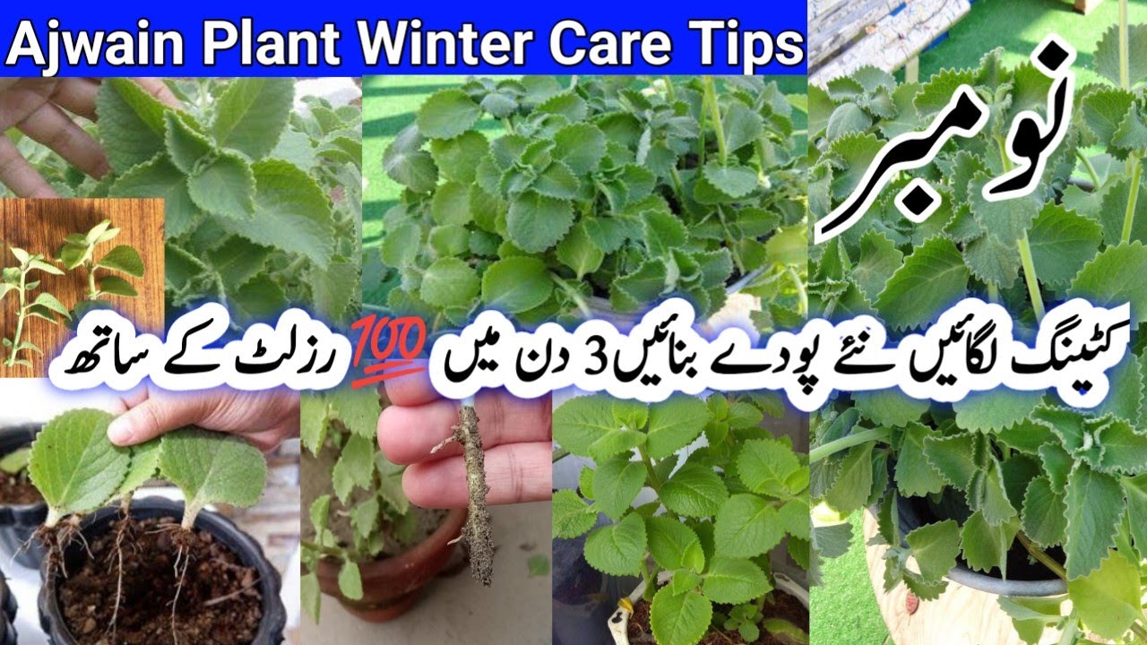 Ajwain Plant Winter Care Tips,Uses & there BenefitsHow to Save Ajwain