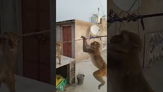 Jio Fiber Ka Tar Check Karne Aaya Hun Monkey Comedy
