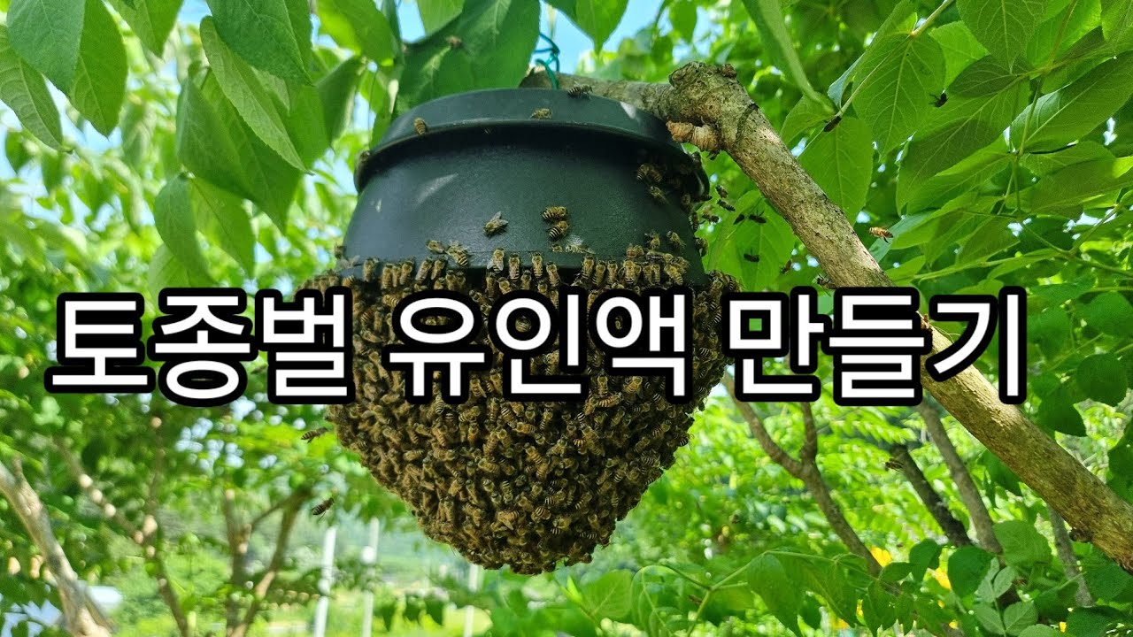 분봉벌이 설통에 잘 들어오는 유인액 레시피(쉬운 방법)