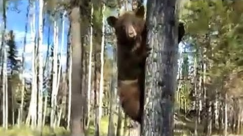 WATCH: Saskatchewan man has close encounter with curious bear