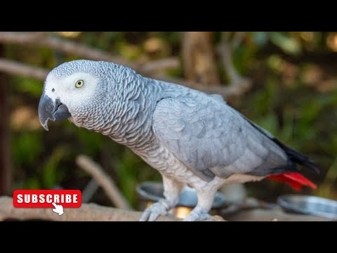 African Grey Parrots At The jungl