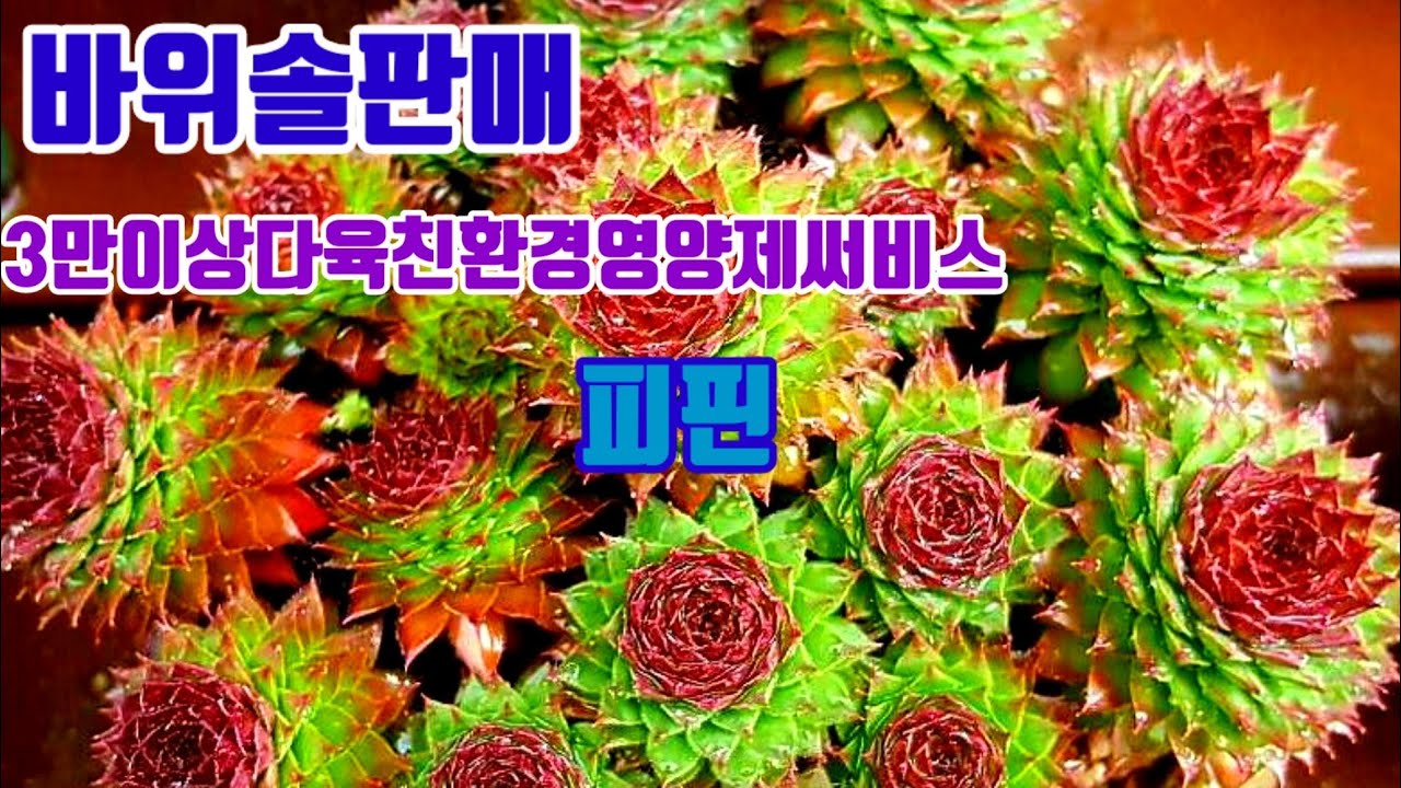 010 4499 2456 5 3 YouTube 010-4499-2456-5-3-youtube