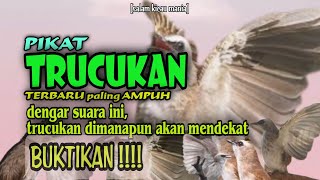 Suara Pikat Trucukan Paling Ampuh || Pasti Mendekat Anti Zonk