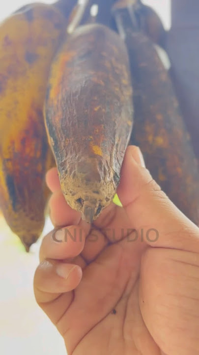 Rs200 dozen.pure local organic😀.comment down below what do you say in your language.Share it🫶🏻❤️