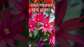#게발선인장 봄원종 흰색 분양 ^^#아담정원 #01022075008 #garden #cactus #flowers #쇼츠 #수입 게발선인장