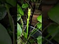 মেক্সিকান সোর্ড প্ল্যান্ট / Mexican Sword Plant / Mexican Sword Lily / Water Jasmine