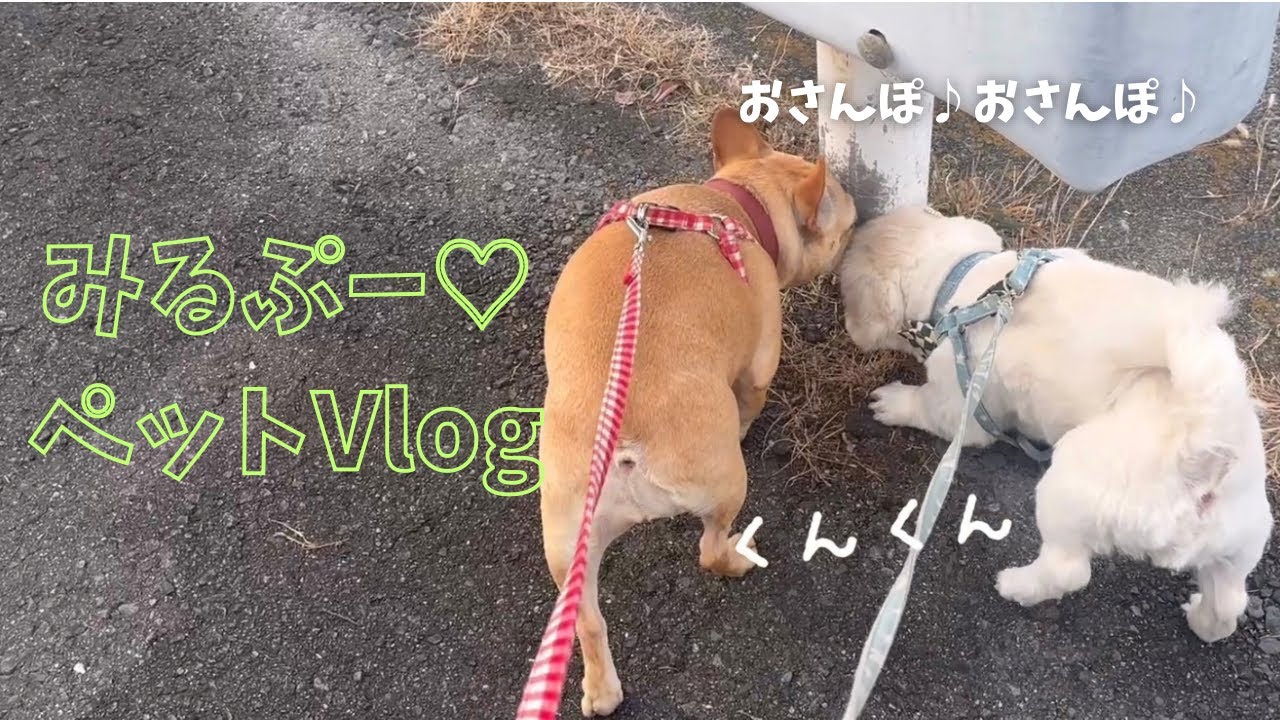 みるぷーきょうだいのおさんぽルーティン🐾あたちとぼくの大好きなおさんぽ良かったらみてね♪#フレンチブルドッグ #ペキニーズ #犬のいる暮らし #癒し#鼻ぺちゃ #お散歩 