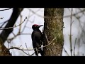 Schwarzspecht (Dryocopus martius) Männchen im Raaderwald