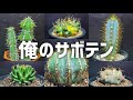 【見たら欲しくなる】オススメのサボテン紹介