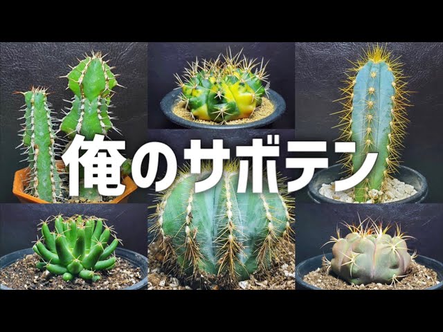 Introducing recommended cacti that you'll want to own once you see