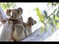 the brutality of koalas