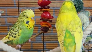 9 hours of budgie sounds for relaxation