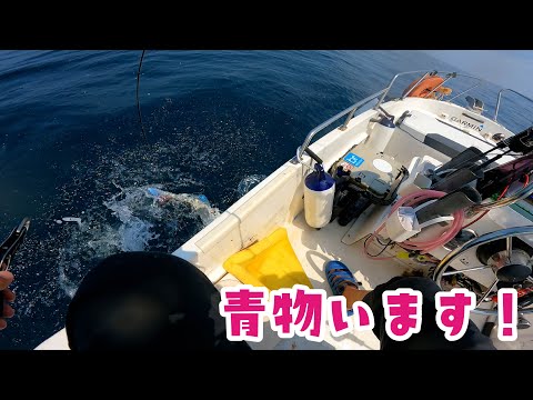 アルバトロス ファーストライト 鯛ジギング 鯛ラバ ひとつテンヤ ③ Amazon.co.jp: アルバトロス ファーストライト 鯛ジギング 鯛