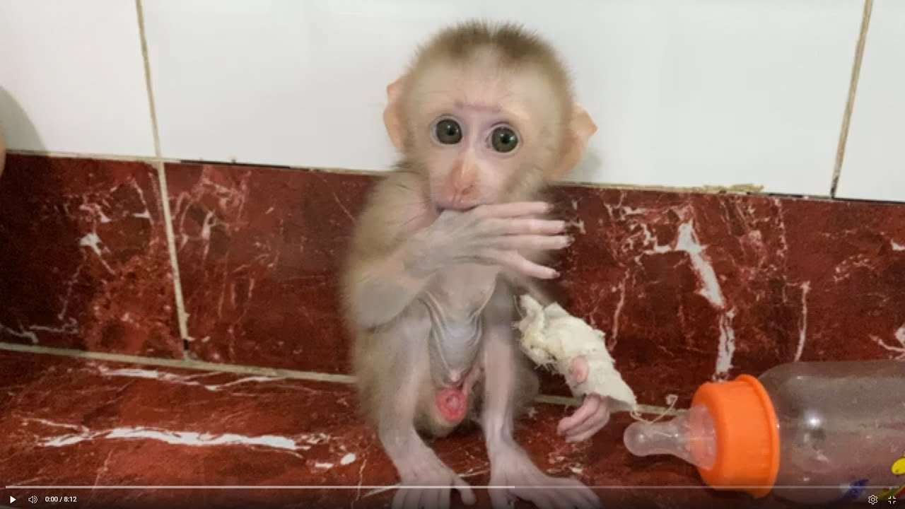 Baby monkey Bella Boyboy and PoPo drinking milk