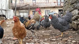 Relaxing farm video of animals - Farm animal sounds - Calm down video