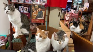 魚を焼いていたら期待して待つ猫が後ろにいた。
